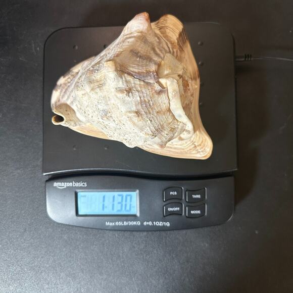 Vintage Striped Cassis Tuberosa - King Helmet Sea Snail Shell - Picture 10 of 10